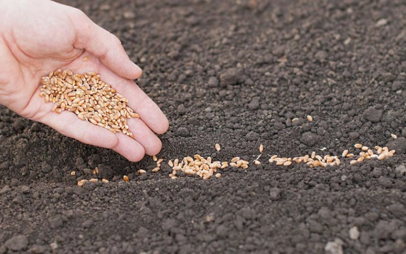 Важность качества сева семян для повышения урожайности