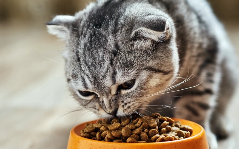 Кошки и пищевые аллергии: как подобрать безопасный и вкусный корм