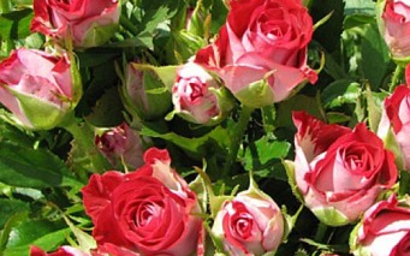 Уход за розой спрей круглый год