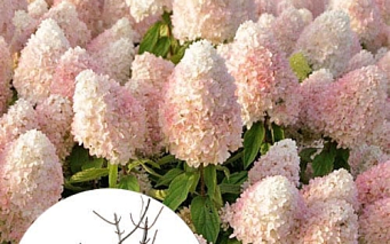 Ошибки при выращивании метельчатой гортензии и как их избежать