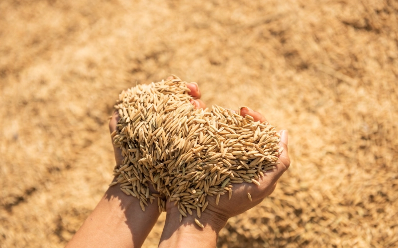 Мікродобрива для пшениці: точкове живлення для підвищення білковості, натури та стресостійкості посівів