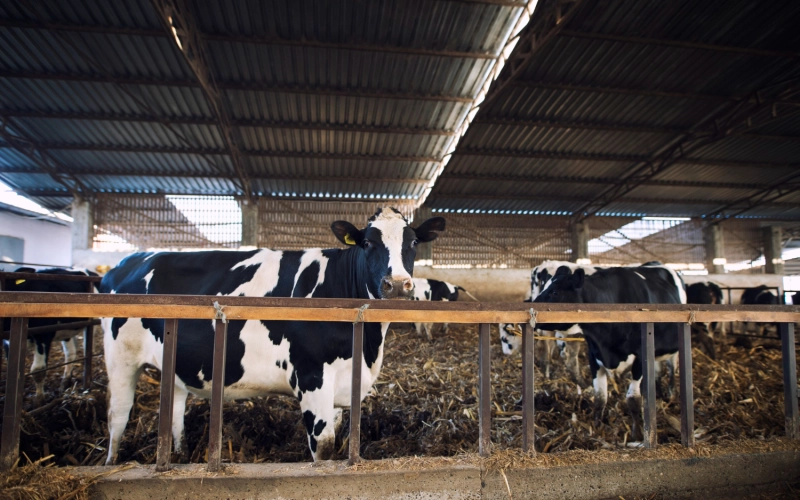 Нарезка противоскользящих швов в коровниках