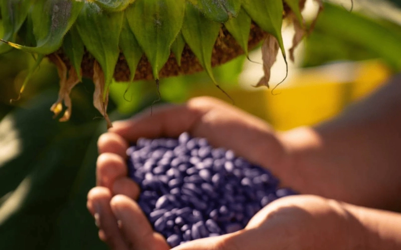 Євросем — сила, що проростає в кожній насінині