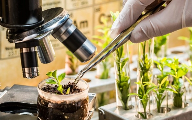 Методы селекции растений - от феминизированных семян до устойчивых сортов