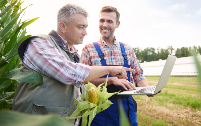 Сезонний пік в агро: як аутсорсинг польових бригад забезпечує стабільний збір урожаю