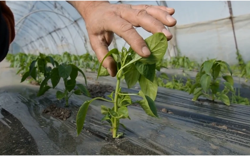 Як обрати субстрат для перцю — поради агронома