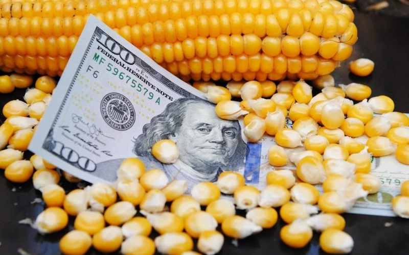 Зниження цін на українську кукурудзу: тенденція на найближчі тижні