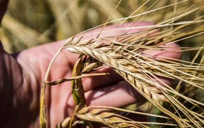 Фуражний ячмінь у портах дорожчає: ринок подає сигнали зростання