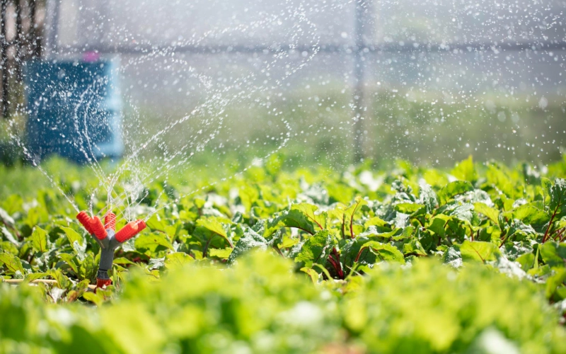 Автоматический полив в теплице: советы и практика