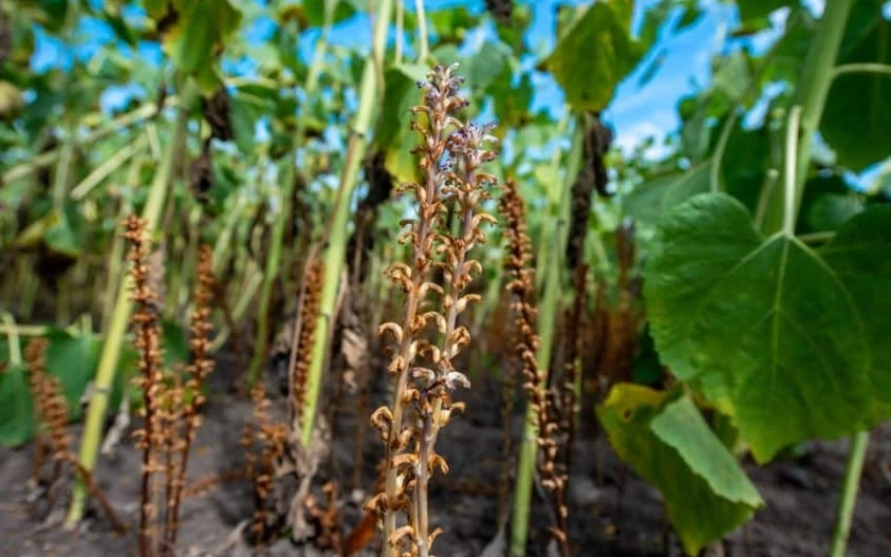 Заразиха уже не только проблема юга: как паразит меняет правила выращивания подсолнечника