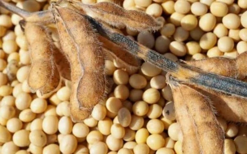 Переработчики подняли цены на сою: +4$/т за неделю