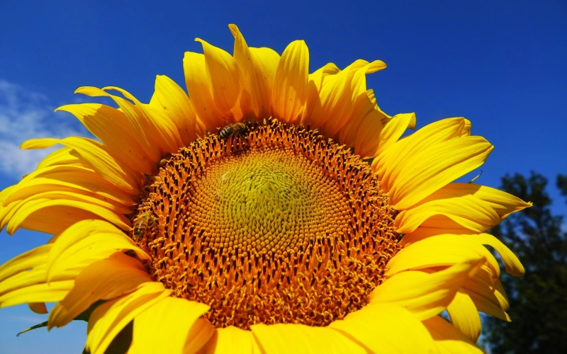 Как получить качественный урожай подсолнечника в 2026 году