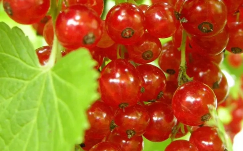 Посадка смородини: коли, де і як садити саджанці смородини