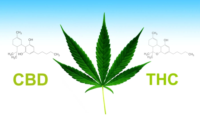 CBD и THC: в чем разница и как они влияют на организм