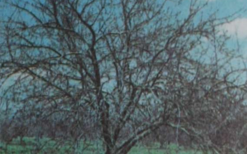 Обрезка — один из самых древних приемов ухода за плодовым деревом и ягодным кустарником