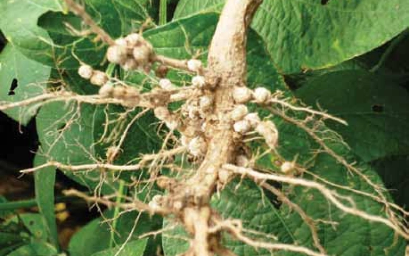 Об эффективности инокуляции семян сои