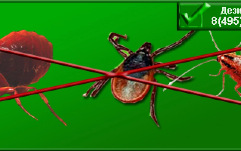 Дезинсекция от компании Санита-С Дезинсекция от компании Санита-С