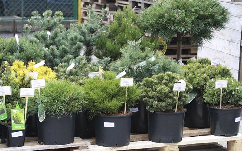 Где купить декоративные растения. Советы специалистов Greensad