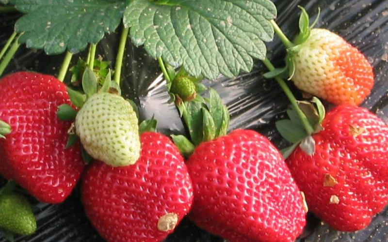 Удобрение клубники золой