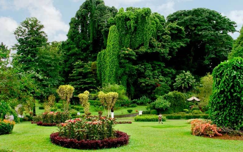 Как выбрать декоративные лиственные деревья для сада. Рекомендации специалистов Vip Plants