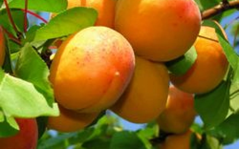 Новые сорта плодово-ягодных кустарников и деревьев