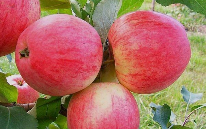 Покупка саженцев яблонь в питомнике: особенности выбора растений