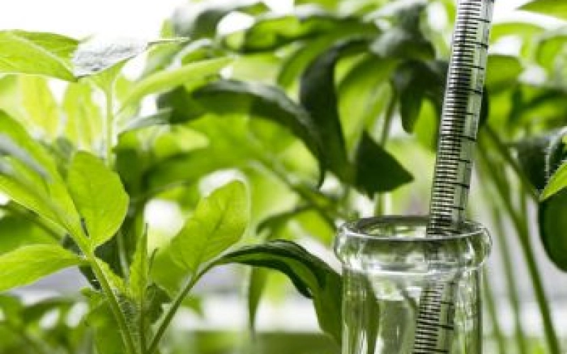 Биостимуляторы для растений: целевые задачи и принцип действия