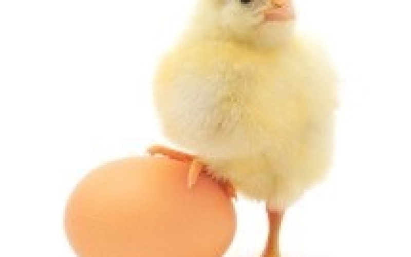 Производство полуфабрикатов из сельскохозяйственной птицы: оборудование