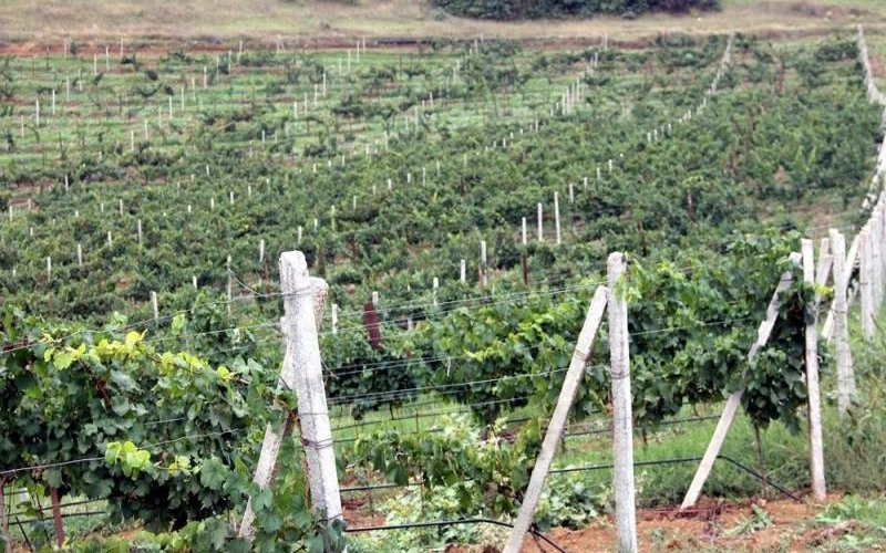 Полевые весенние работы на виноградниках ОАО «Дербентский завод игристых вин»