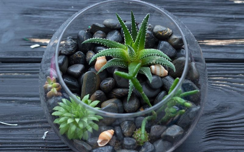Как сделать флорариум своими руками