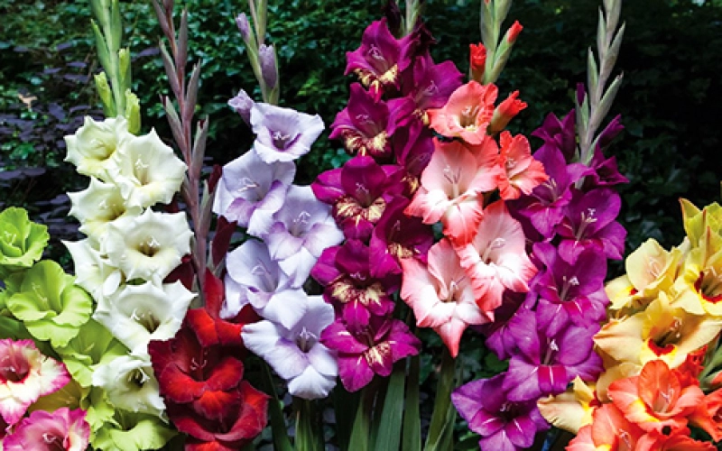 Самые популярные сорта гладиолусов в 2018 году