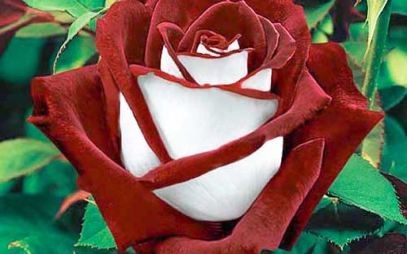 Розы – сорта и применение цветов на участке