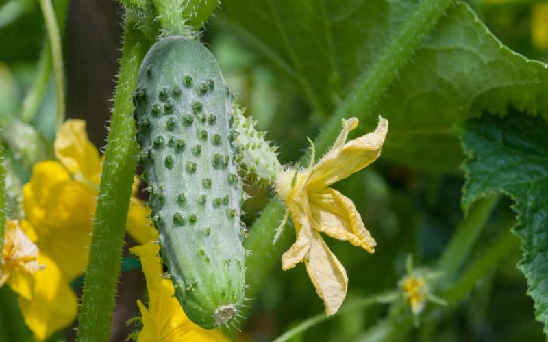 Качественные товары для сада и огорода