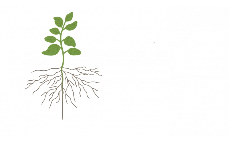 Защита урожая бобовых в посевной период