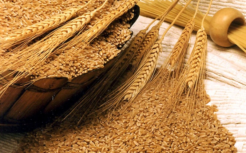 Очистка зерна и типы машин для осуществления этой цели