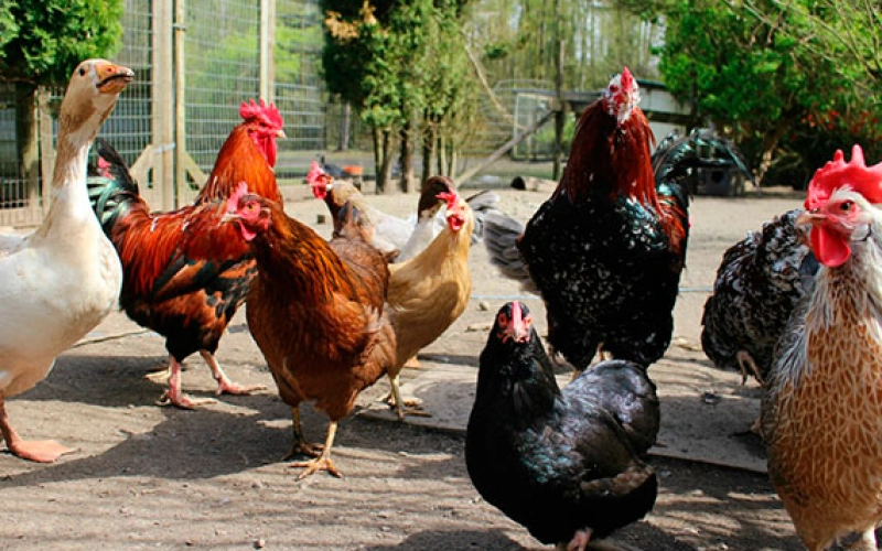 Комбикорма для птиц