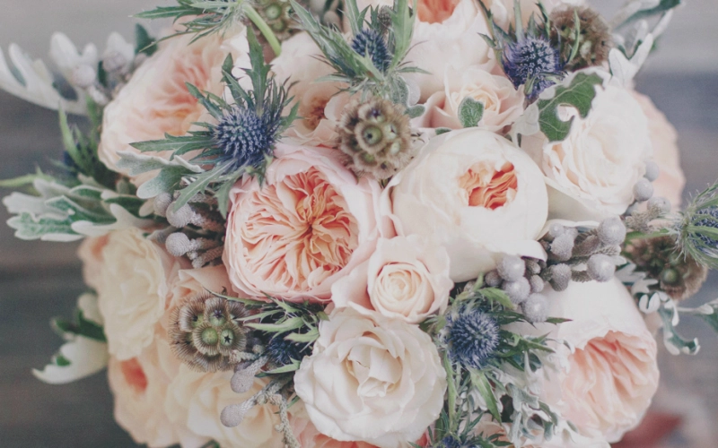 Особенности выбора саженцев роз Дэвида Остина