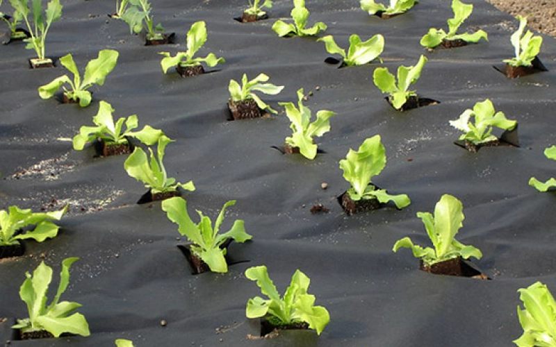 Черное и белое: о типах агроволокна, их плюсах и применении