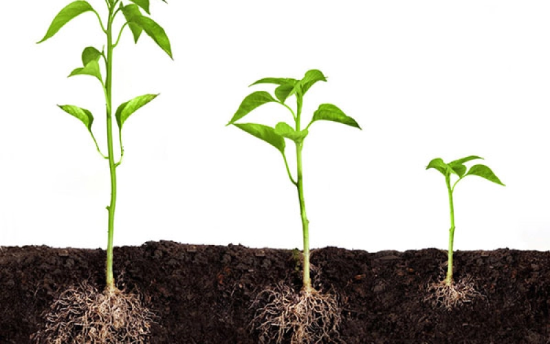 Богатый урожай с помощью регуляторов роста растений