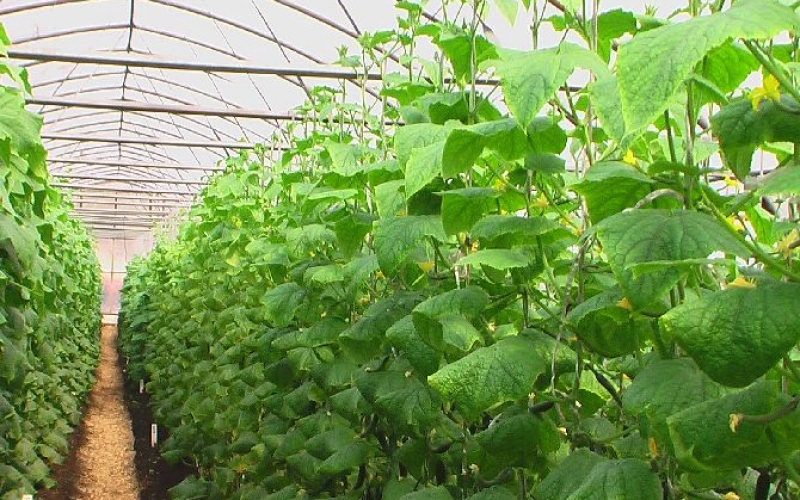 Выращивание огурцов в теплице