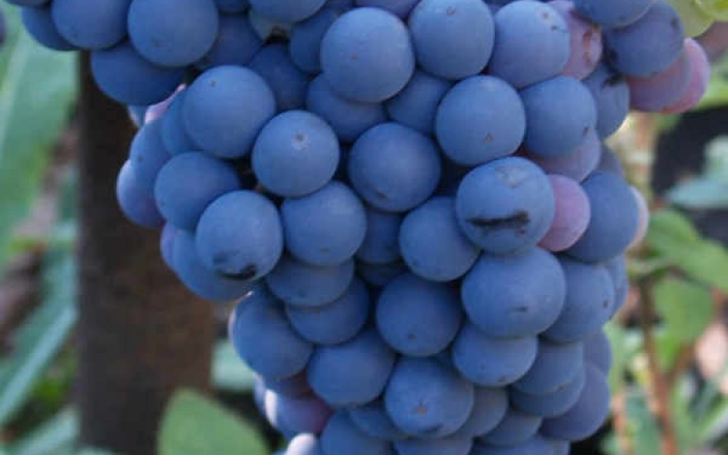 Виноград кишмиш – польза ягод