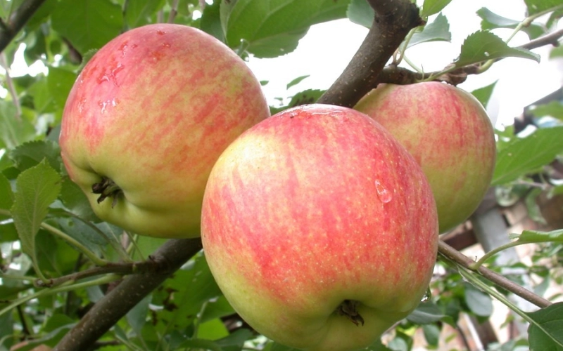 Яблоня Чемпион Арно: вкусная модификация с массой положительных качеств