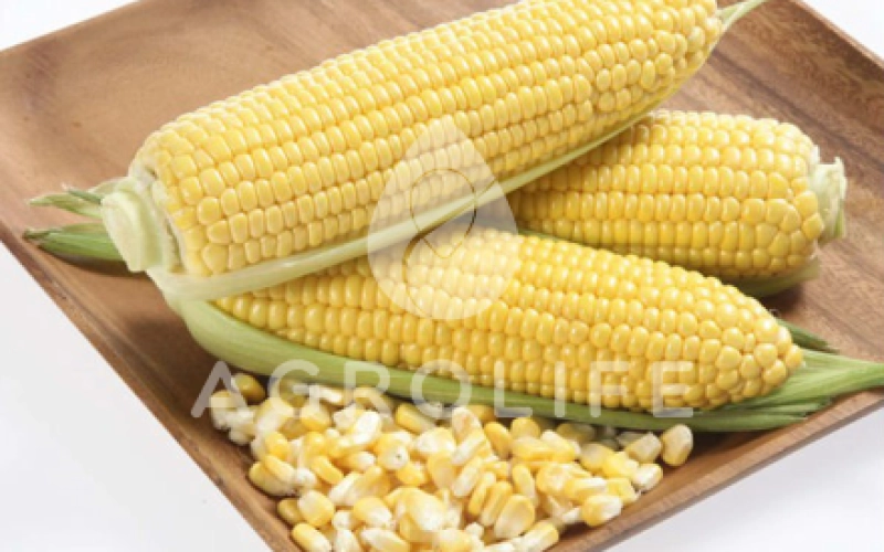 Как правильно купить семена кукурузы?