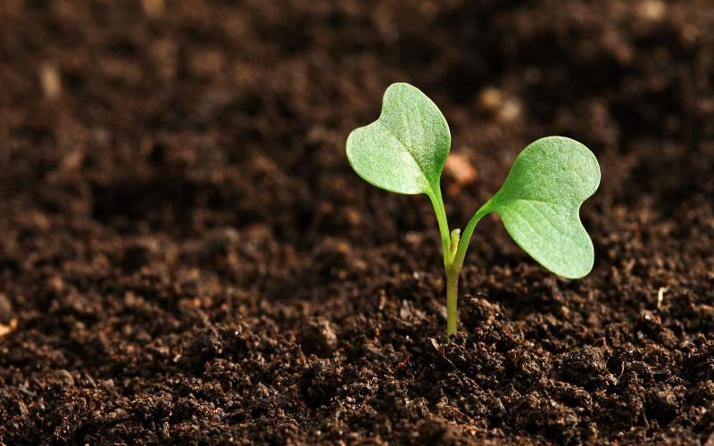 Основные средства защиты растений необходимые весной Основные средства защиты растений необходимые весной