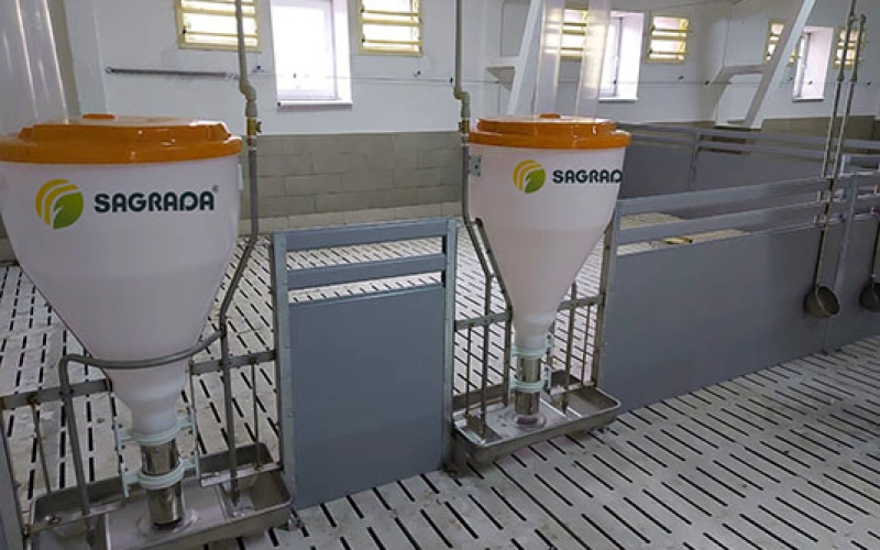 Кормление свиней