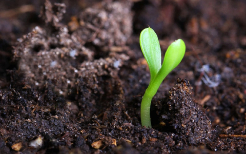 Плодородный грунт для богатого урожая