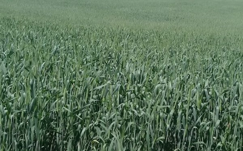 Перспективы фермерского хозяйства в России