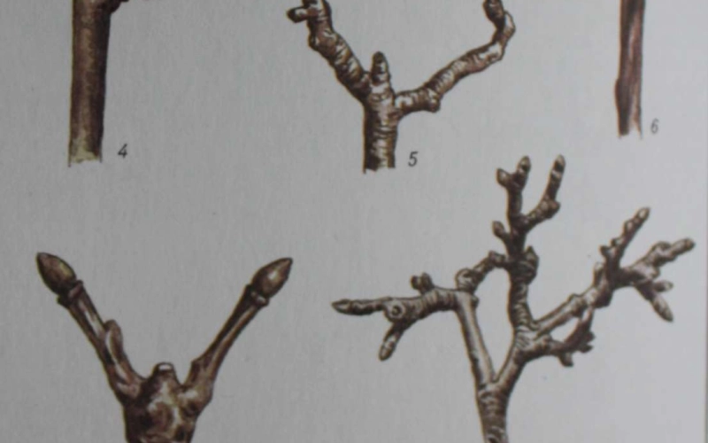 Генеративные образования