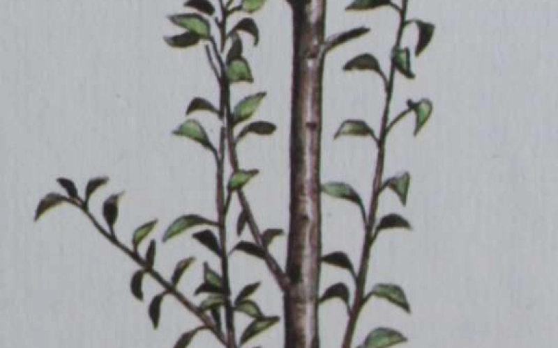 Вегетативные образования