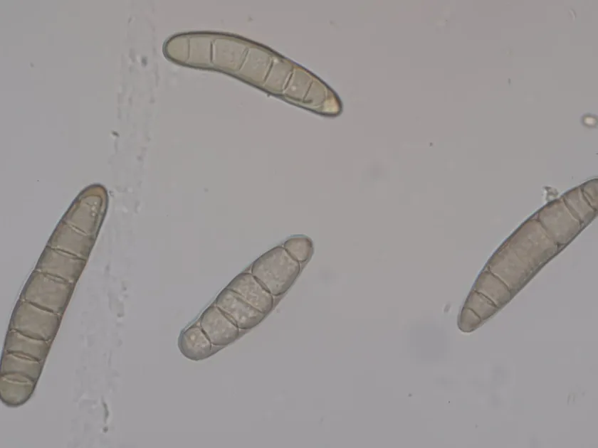 Helminthosporium leaf spot